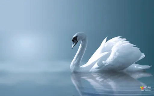 白鹤傲娇大屏背景 白鹤傲娇大屏背景