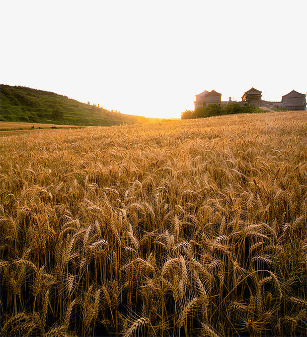 长安麦田风景免抠