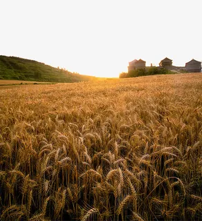 长安麦田风景免抠 长安麦田风景免抠