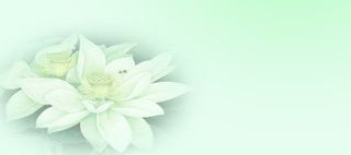 绿色荷花背景高清