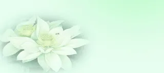 绿色荷花背景高清