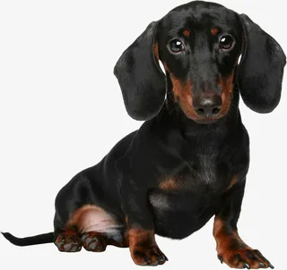 动物可爱小狗小黑狗免抠