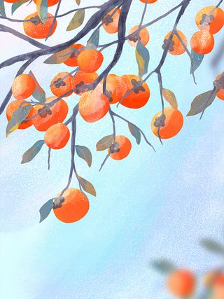 寒露柿子插画背景图高清