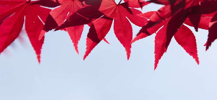 枫叶高清