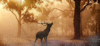 鹿 雪高清