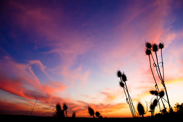 夕阳下的野草免抠