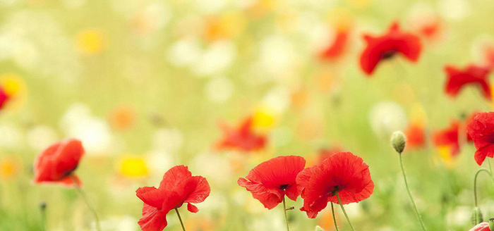 鲜花 花朵 植物 背景高清