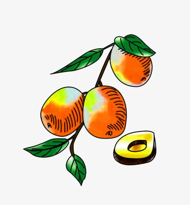 手绘枣和枣叶免抠