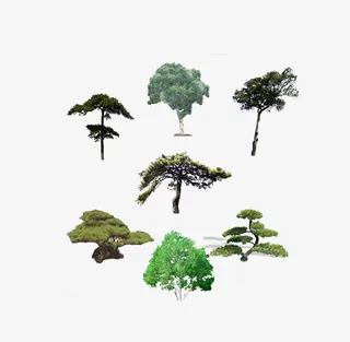 各种各样的松树免抠