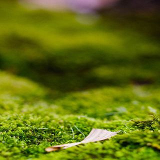 清新绿色光影春天背景高清 清新绿色光影春天背景高清