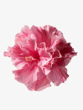 粉色木槿花免抠