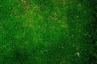 被踏过的草地背景