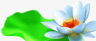 手绘白色荷花荷叶免抠