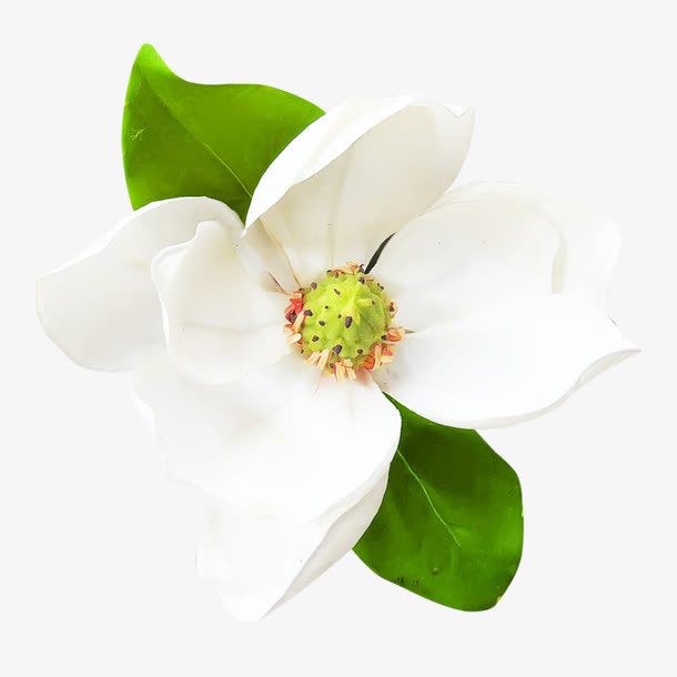 盛开的白色茉莉花海报背景免抠