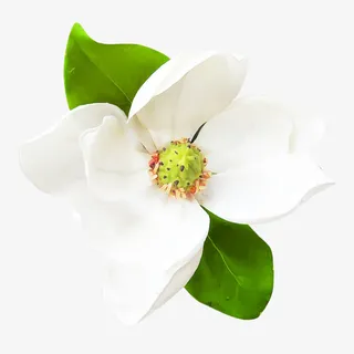 盛开的白色茉莉花海报背景免抠