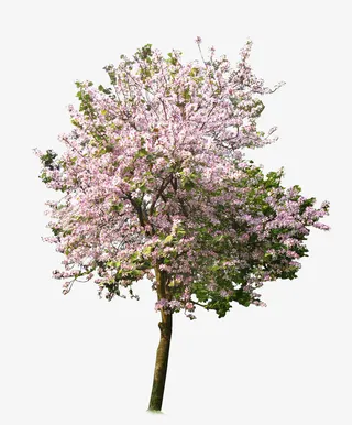 粉色树宫粉羊蹄甲免抠系列免抠