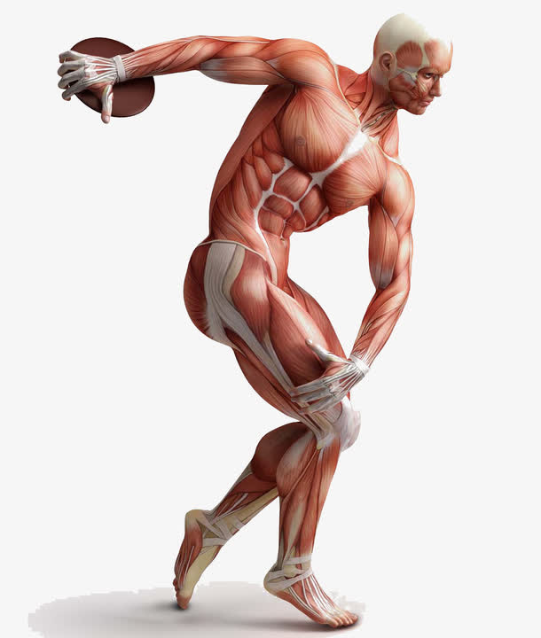 人体肌肉组织免抠