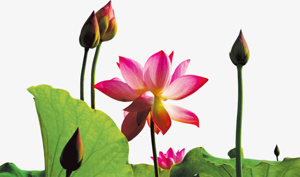 纯洁盛开莲花国庆海报免抠