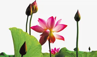 纯洁盛开莲花国庆海报免抠