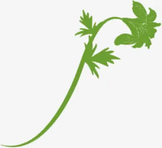 春天绿色树叶纹理免抠