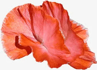 红色花瓣花朵纸质花朵免抠