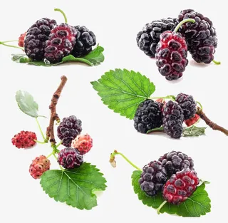 分类桑葚图片素材免抠