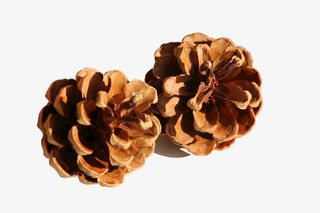 松球松果松枝免抠