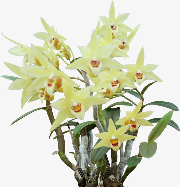 石斛花、石斛免抠
