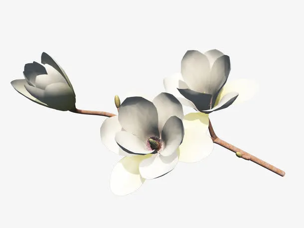 鲜花素材鲜花边框素材  精美花枝免抠