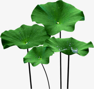 水珠荷叶植物免抠