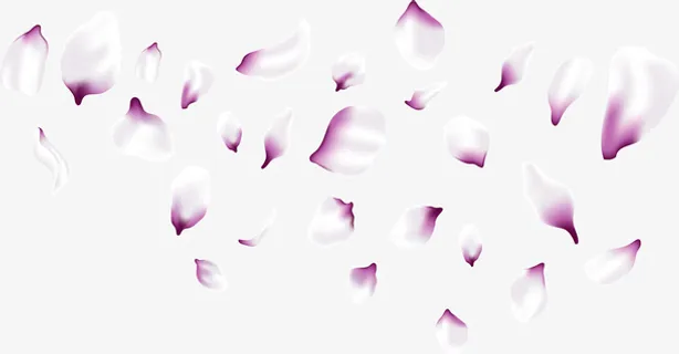 浪漫紫色樱花花瓣免抠