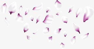 浪漫紫色樱花花瓣免抠