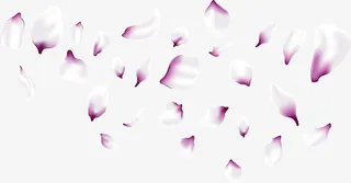 浪漫紫色樱花花瓣免抠