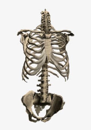 躯体的骨头免抠