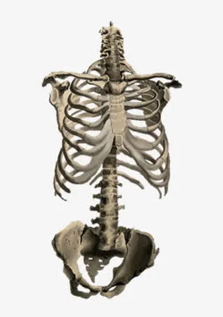 躯体的骨头免抠