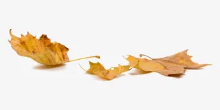 黄色枫叶免抠