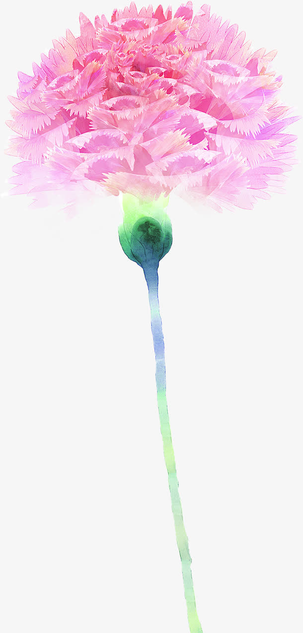 粉色分层设计康乃馨花朵手绘免抠