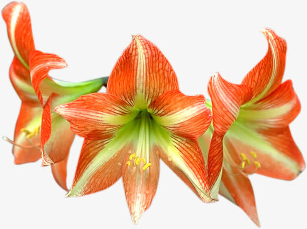 花朵免抠