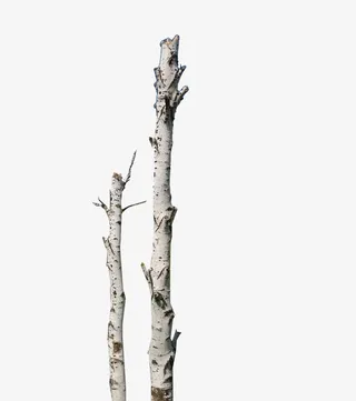 天然白桦树干PNG免抠