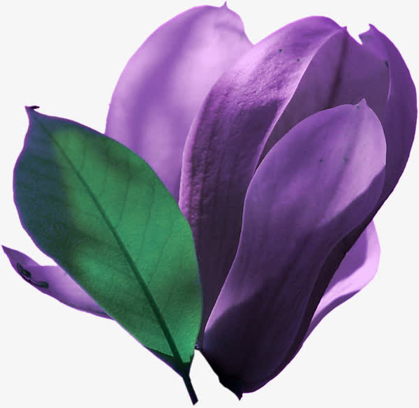 紫色的花瓣免抠