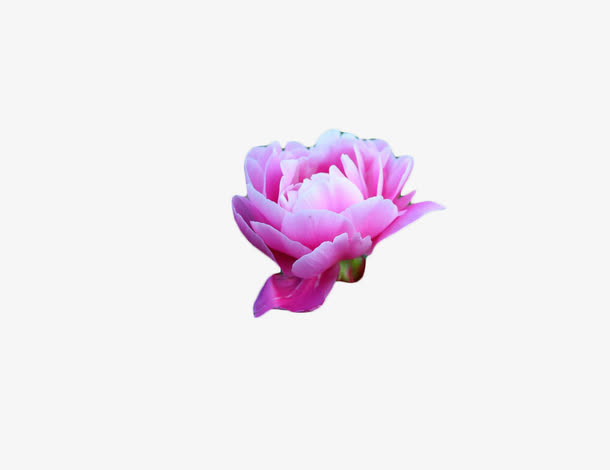 花11免抠