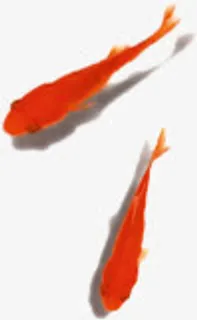 两条可爱金鱼水墨免抠