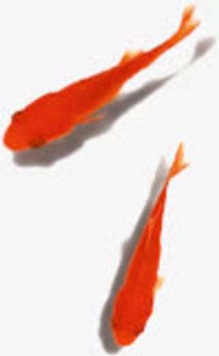 两条可爱金鱼水墨免抠