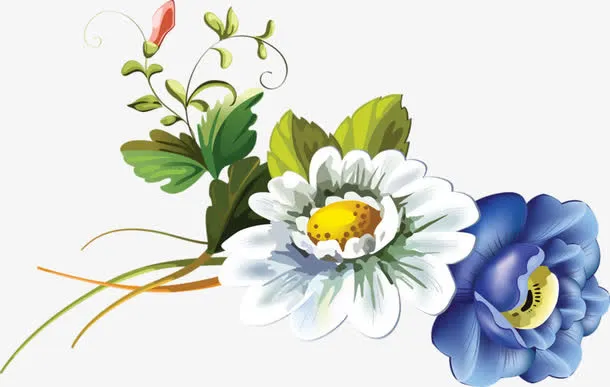 野菊花免抠