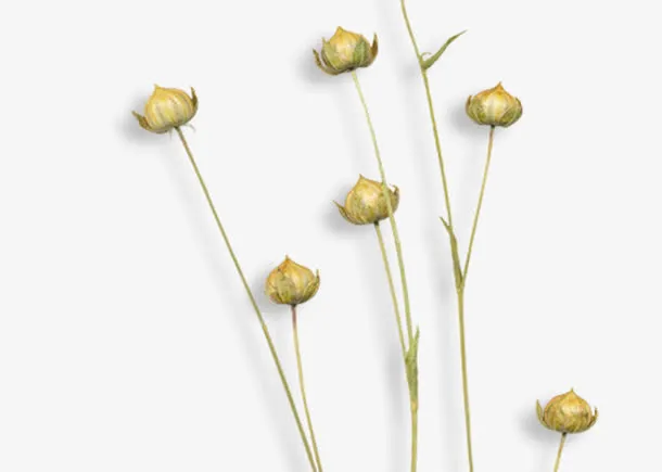 干花骨朵免抠