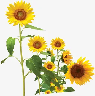 春天黄色向日葵环保装饰免抠