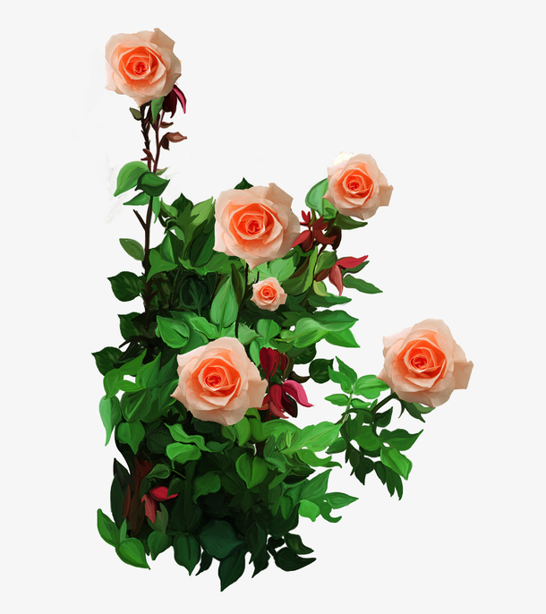 叶子和花免抠