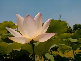 夏天荷叶荷花高清