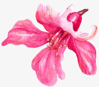 手绘杜鹃花免抠