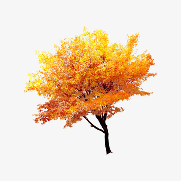 金色大树图案免抠